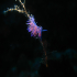 Nudibranch - Flabellina affinis - Down the Branch