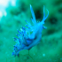 Nudibranch - Flabellina affinis - coming very close