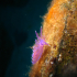 Nudibranch - Flabellina affinis - Uphill