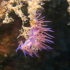 Nudibranch - Flabellina affinis - Hanging out 01