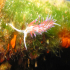 Nudibranch - Flabellina affinis - Through the green