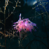 Nudibranch - Flabellina affinis - Some more distance