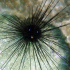 Long-spined black sea urchin - Diadema setosum