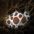Nudibranch - Discodoris atromaculata