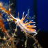 Nudibranch - Flabellina affinis - White belly