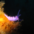 Nudibranch - Flabellina affinis - At the wreck
