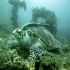 Green sea turtle - Chelonia mydas