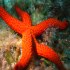 Red Star - Echinaster sepositus - Close