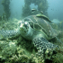 Green sea turtle - Chelonia mydas - Whats up