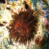 Black sea urchin - Arbacia lixula - In the sun