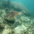 Green sea turtle - Chelonia mydas - posing