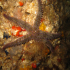 Spiny Starfish - Marthaterias glacialis - In the cave