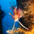 Nudibranch - Flabellina affinis - Pretty face
