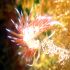 Nudibranch - Flabellina affinis - Laying eggs 01