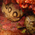 Sea hare - Aplysia depilans - Hiding couple