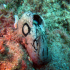 Sea hare - Aplysia depilans - Having a rest