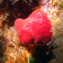 Sea potato - Halocinthya papillosa