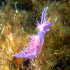 Nudibranch - Flabellina affinis - Pretty pose