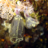 Glass bell tunicate - Clavelina lepadiformis