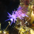 Nudibranch - Flabellina affinis - Down the hill