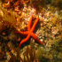 Red Star - Echinaster sepositus - Bright colours