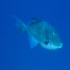Triggerfish - Balistes carolinensis - Deep blue sea