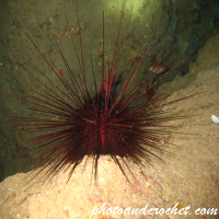 Long-spined urchin - Image