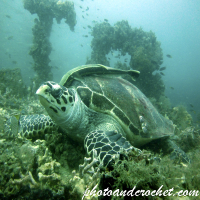 Green sea turtle - Image