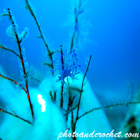 Nudibranch - Image