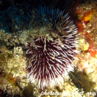 White tip sea urchin - Image