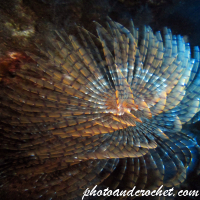 Peacock worm - Image