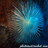 Peacock worm - Image