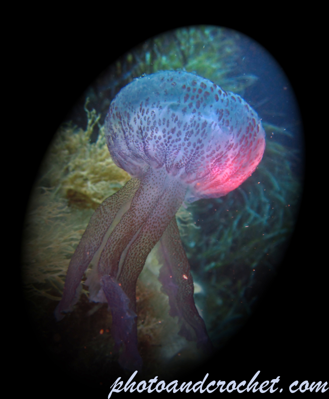 Jellyfish in the spot light - Image