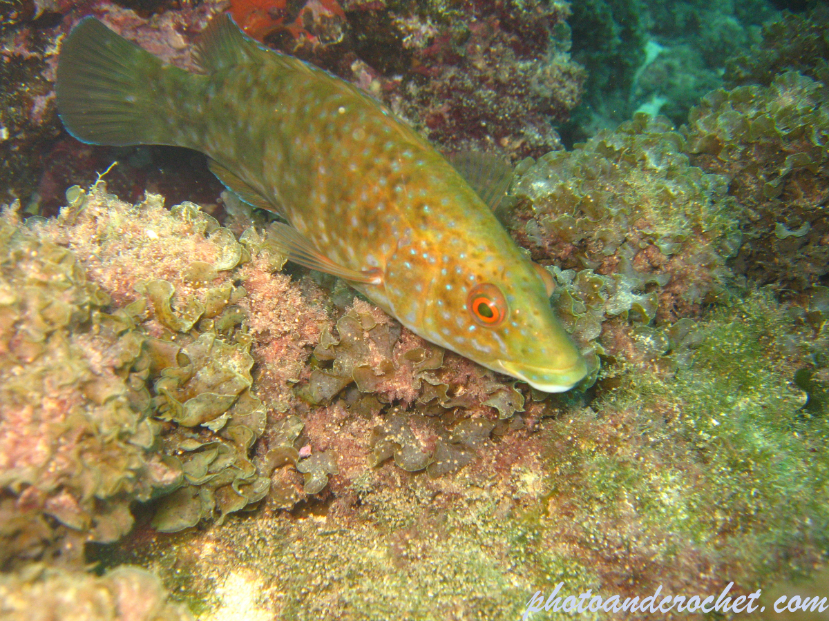 Peacock Wrasse - Image
