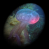 Jellyfish in the spot light - Image