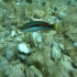 Rainbow Wrasse - Coris julis - Up for a play