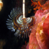 Peacock worm - Sabella pavonina - upside down 01