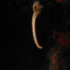 Bearded Fire Worm - Image
