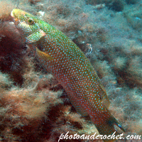 Peacock Wrasse - Image
