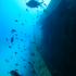 Wrecks - Tug Rozi - Invaded by Damsel fish
