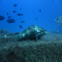 Goldblotch grouper - Epinephelus costae - On the wreck