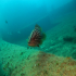 Goldblotch grouper - Epinephelus costae - Up for a chat