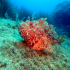 Red Scorpionfish - Scorpaena scrofa - I am not moving