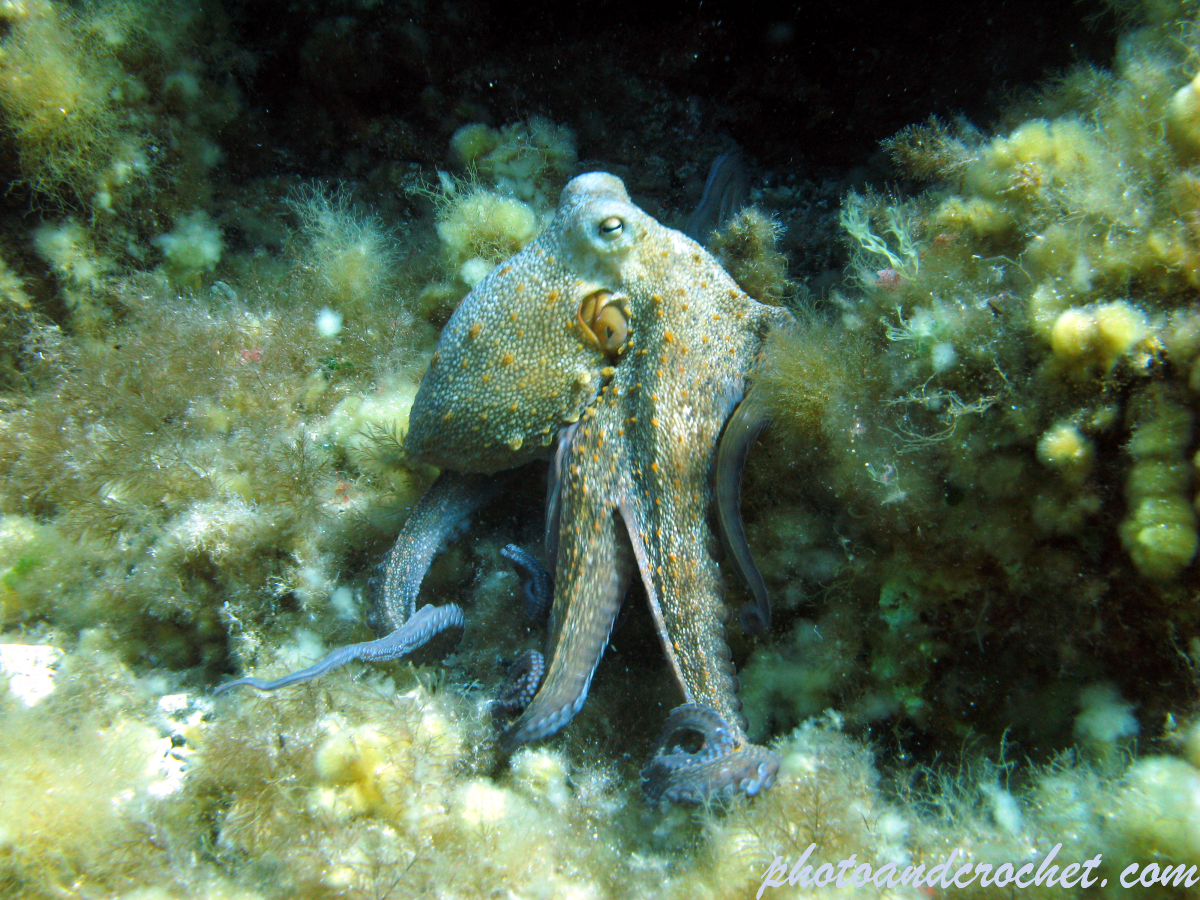 Octopus - Octopus vulgaris - Image