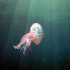 Cnidaria, Luminous Jellyfish - Pelagia noctiluca - Caught in the light