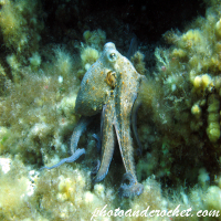 Octopus - Octopus vulgaris - Image