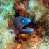 Moray Eel - Image