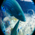 Goldblotch grouper - Epinephelus costae - What are you smiling at