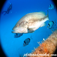Goldblotch grouper - Image