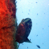 Goldblotch grouper - Epinephelus costae - Nosy on the wreck